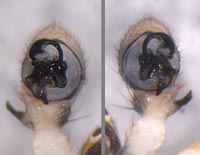 Ozyptila atomaria