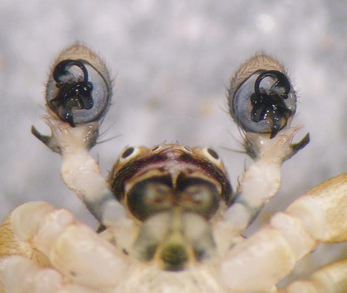 Fotogalerie Arachnida