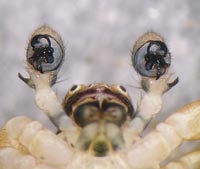 Ozyptila atomaria