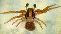 Ozyptila atomaria