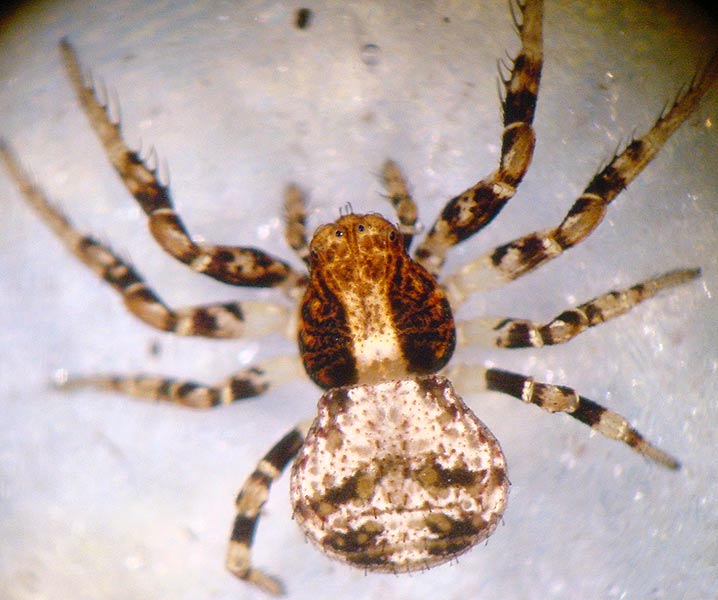 Fotogalerie Arachnida