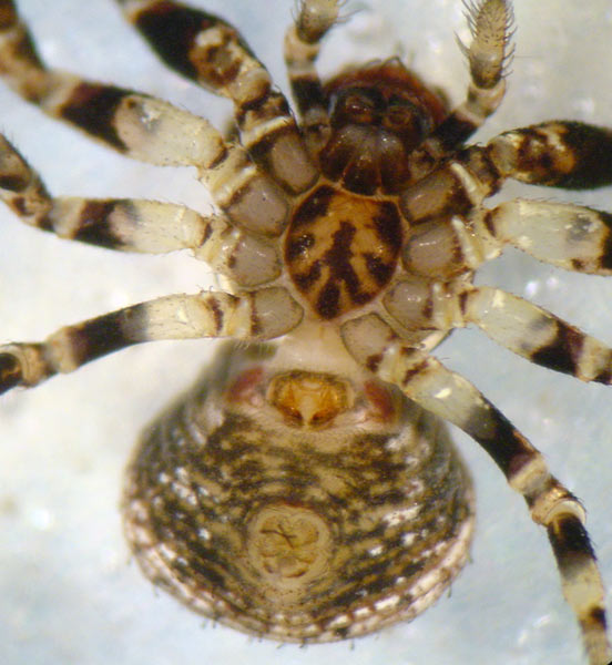 Fotogalerie Arachnida