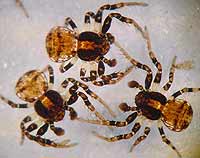 Ozyptila brevipes