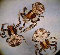 Ozyptila brevipes