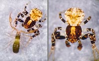 Ozyptila brevipes