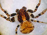 Ozyptila brevipes