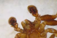 Ozyptila claveata