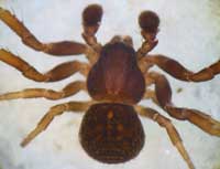 Ozyptila claveata