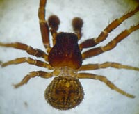 Ozyptila claveata