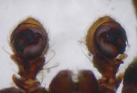 Ozyptila claveata