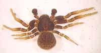 Ozyptila claveata