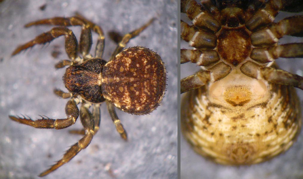 Fotogalerie Arachnida