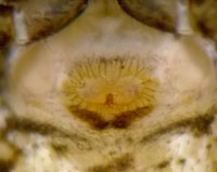 Ozyptila pullata
