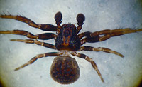 Ozyptila pullata