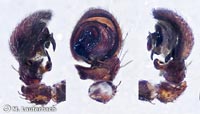Ozyptila scabricula