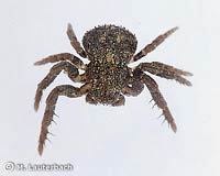 Ozyptila scabricula