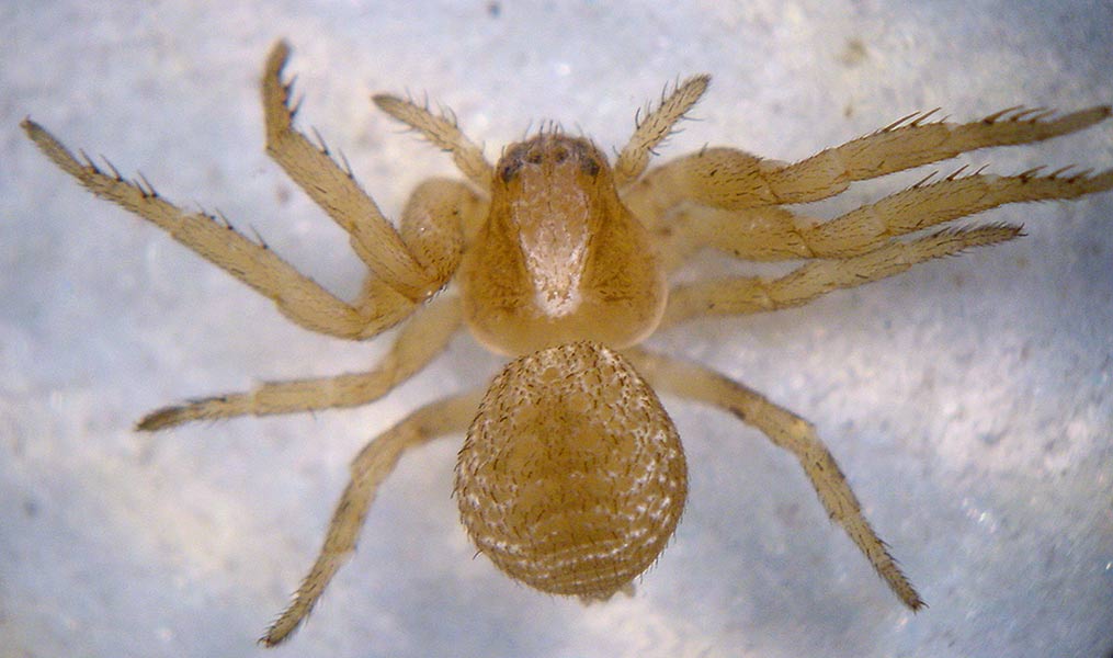 Fotogalerie Arachnida
