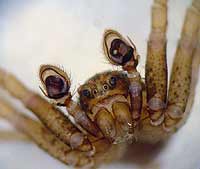 Ozyptila simplex