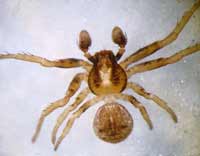 Ozyptila simplex
