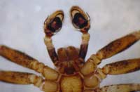 Ozyptila simplex
