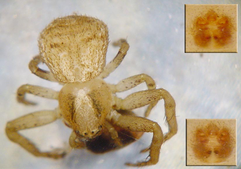 Fotogalerie Arachnida