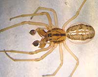 Pachygnatha clercki