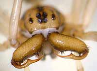 Pachygnatha clercki