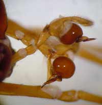 Pachygnatha clercki