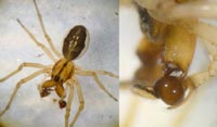 Pachygnatha clercki