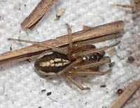 Pachygnatha clercki