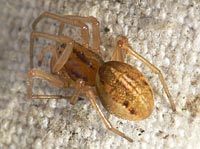 Pachygnatha clercki