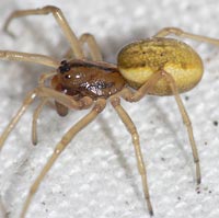 Pachygnatha clercki