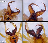 Pachygnatha clercki  vs listeri