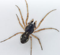 Pachygnatha degeeri