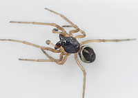 Pachygnatha degeeri