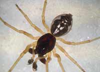Pachygnatha degeeri