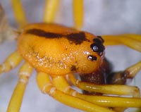 Pachygnatha listeri
