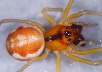 Pachygnatha listeri