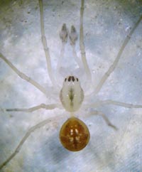 Pachygnatha listeri
