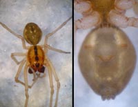 Pachygnatha listeri
