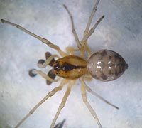 Pachygnatha listeri