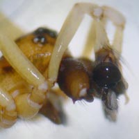 Pachygnatha listeri