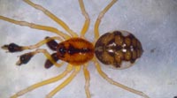 Pachygnatha listeri