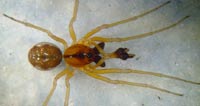 Pachygnatha listeri