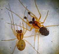 Pachygnatha listeri
