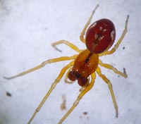 Pachygnatha listeri