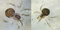 Paidiscura pallens
