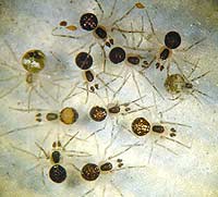 Paidiscura pallens