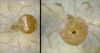 Paidiscura pallens