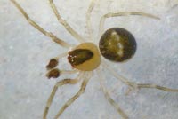 Paidiscura pallens